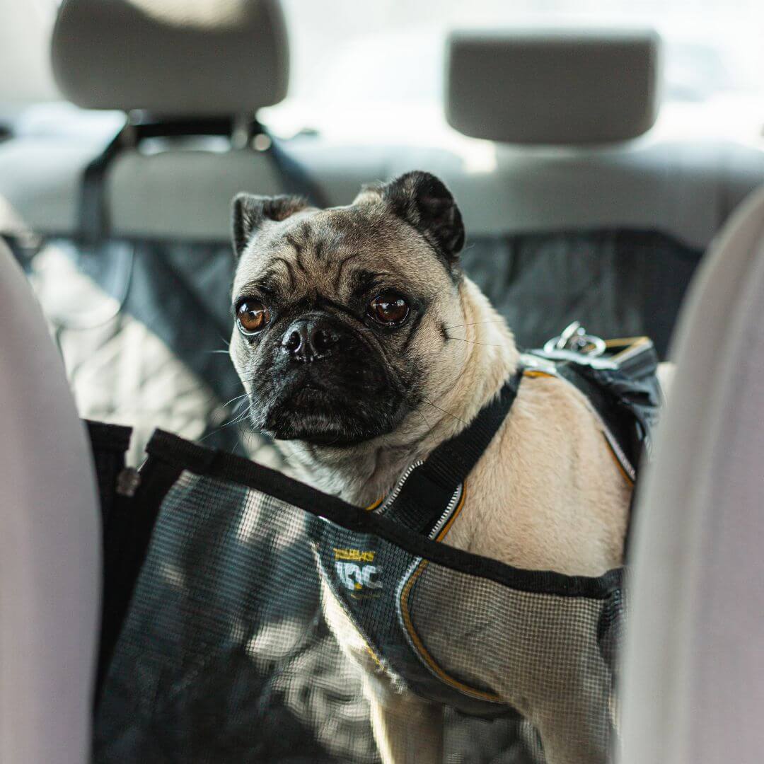 Dog Car Seat Cover