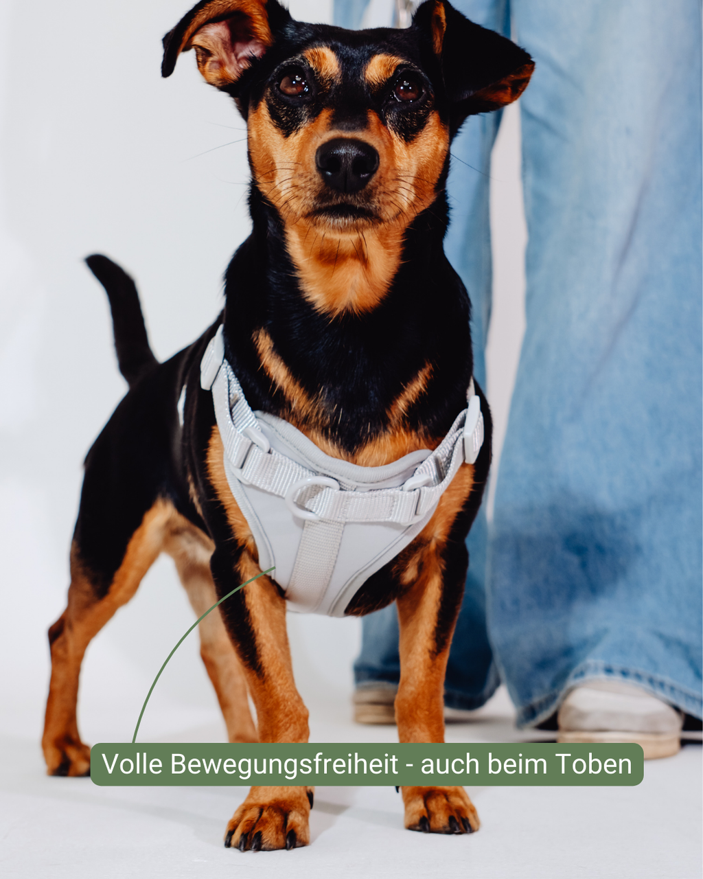 Graphit Velvy Harness Set