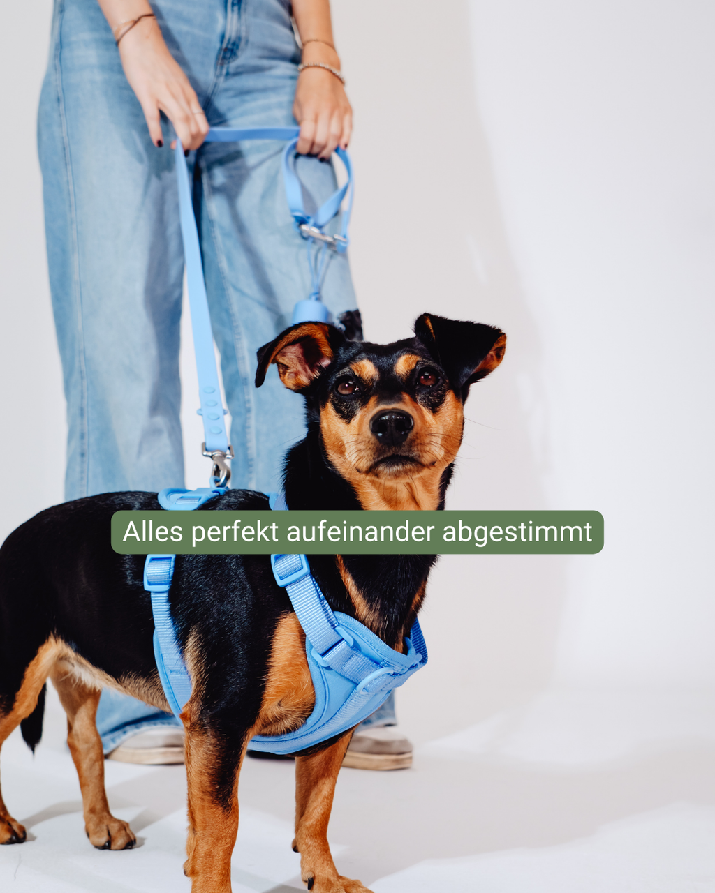 Nordwind Velvy Harness Set