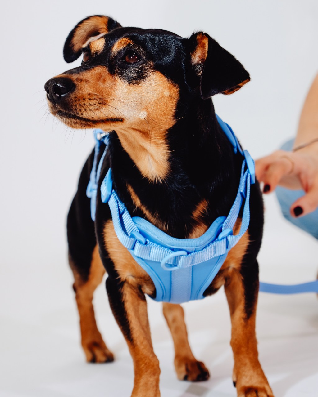 Nordwind Velvy Harness Set