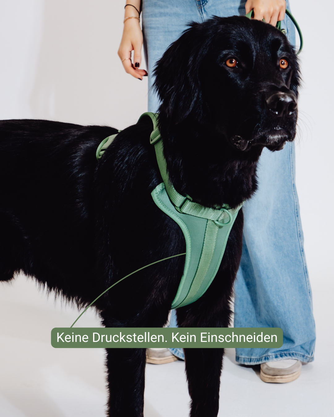 Waldpfote Velvy Harness Set