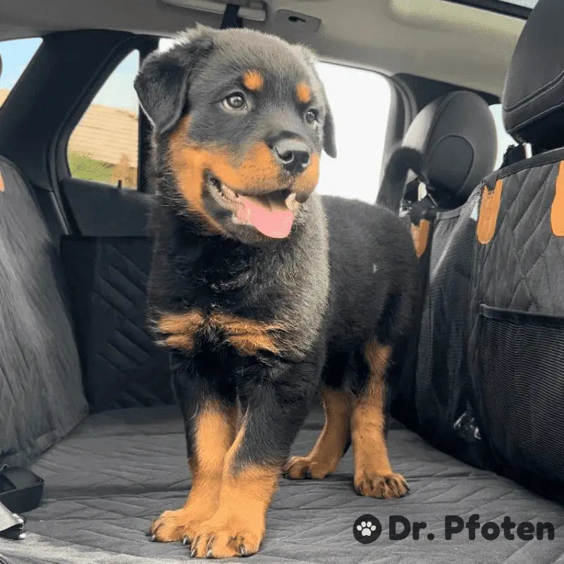PfotenSchutz Dog Car Seat Cover