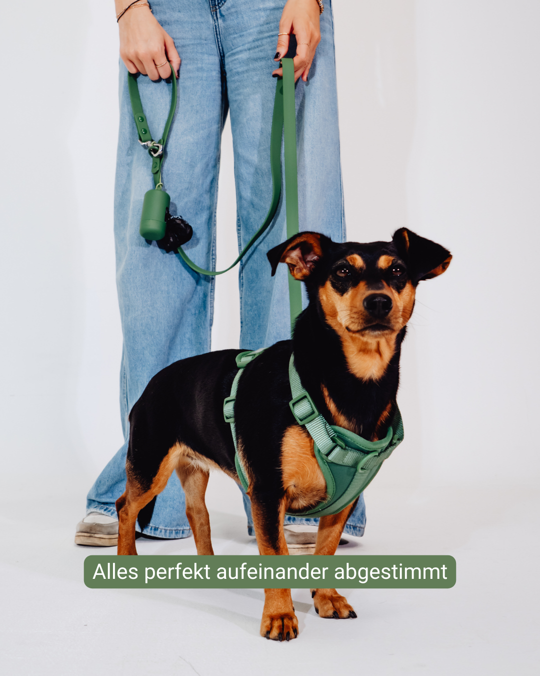 Waldpfote Velvy Harness Set