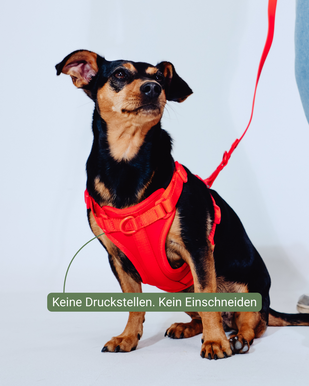 Berry Velvy Harness Set
