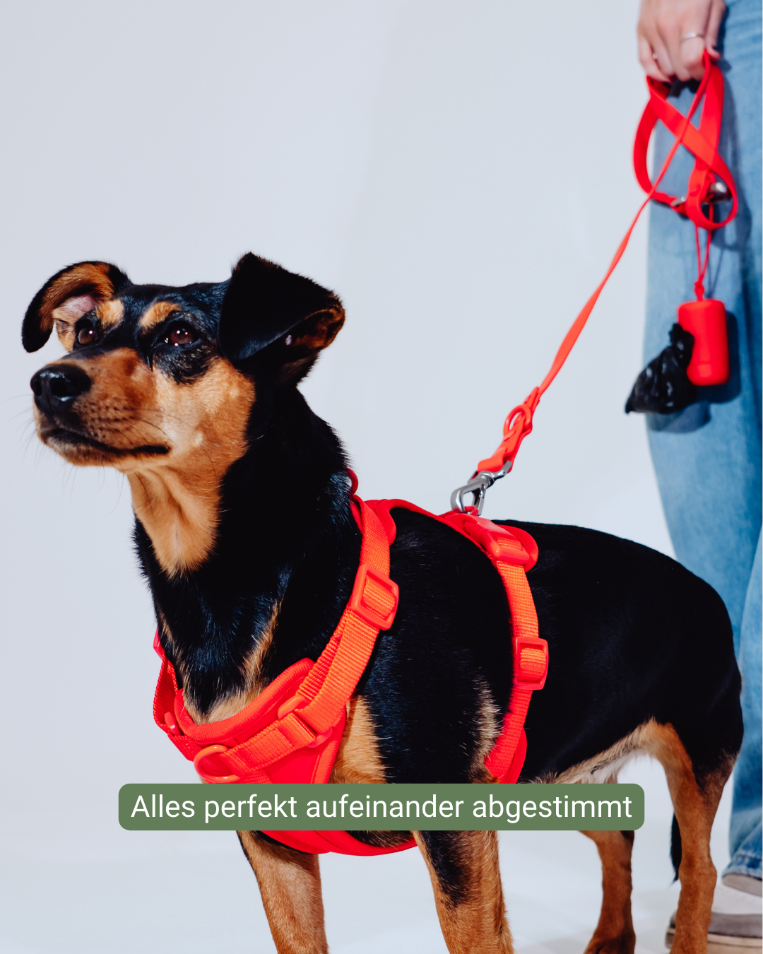 Berry Velvy Harness Set