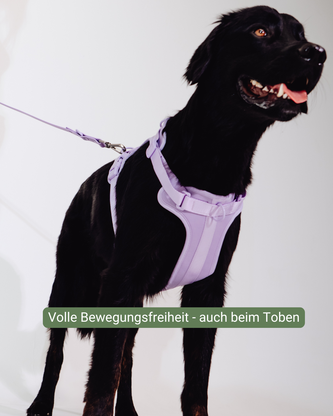 Lavendeltraum Velvy Harness Set