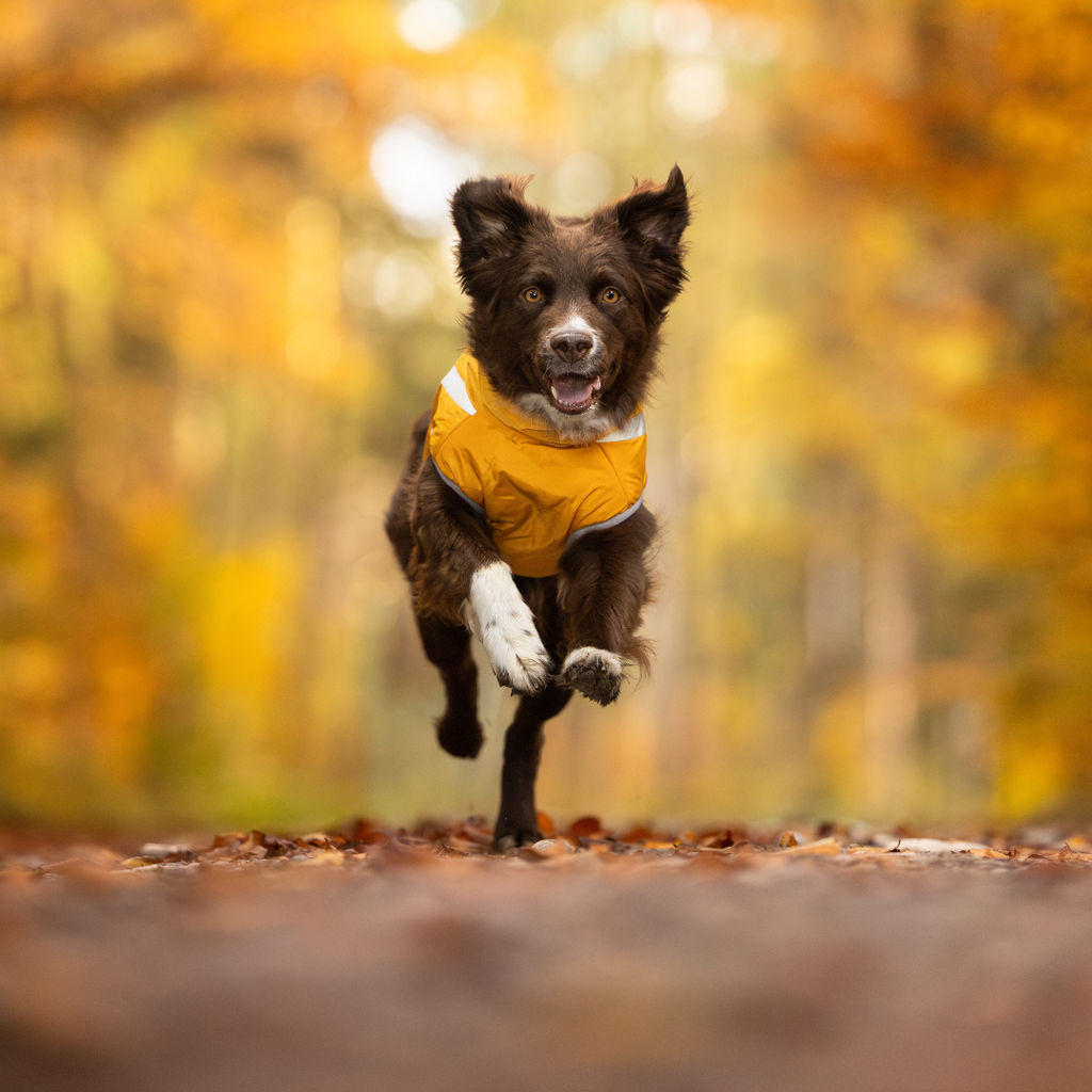 Active+ Thermo Fleece Dog Coat