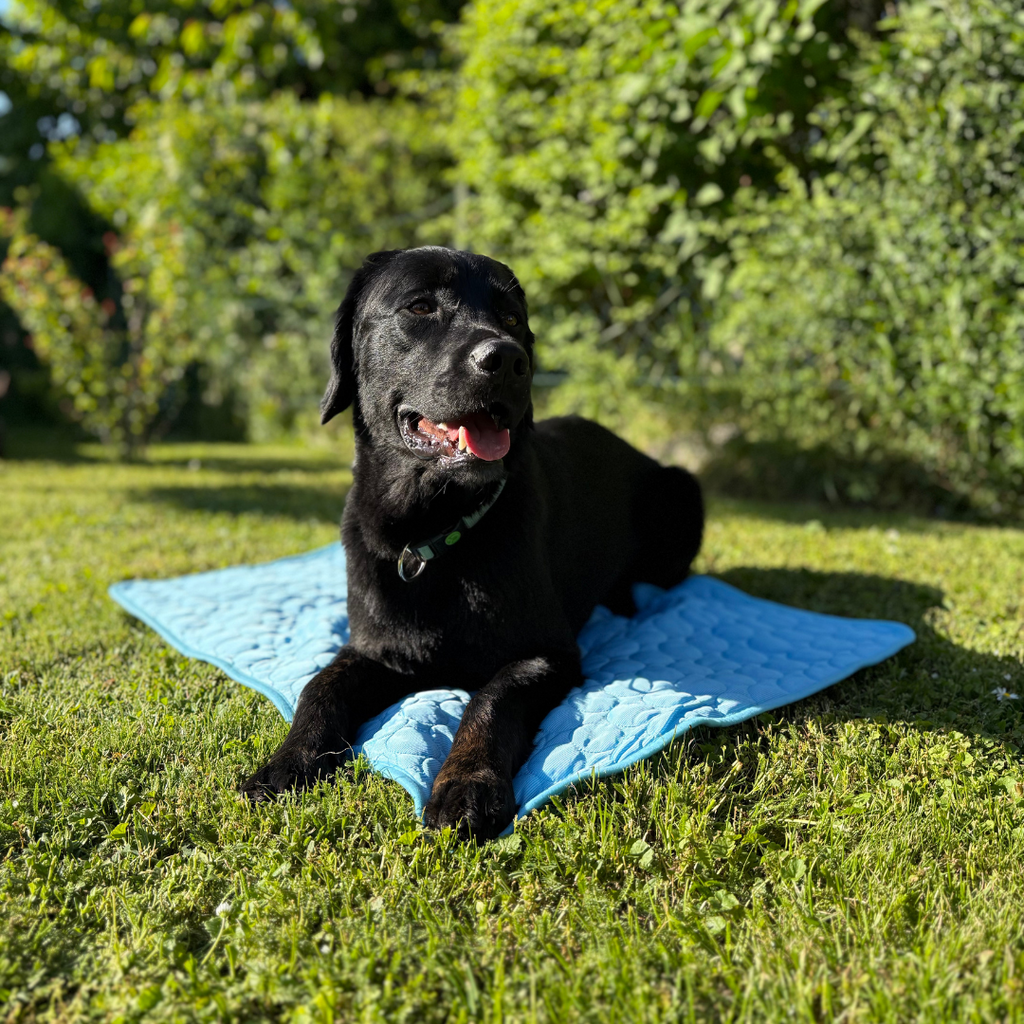 CoolingMat Dog Cooling Mat