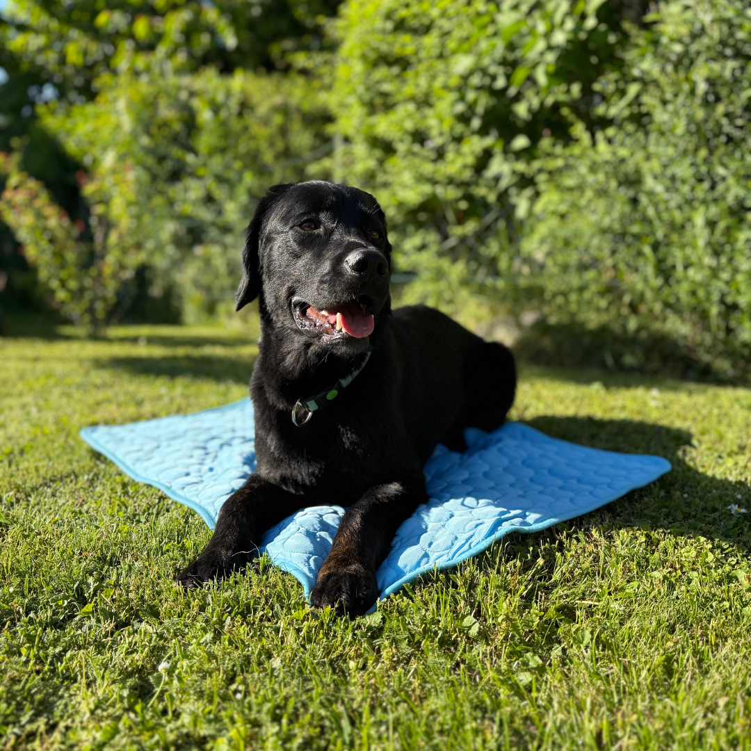 CoolingMat Dog Cooling Mat