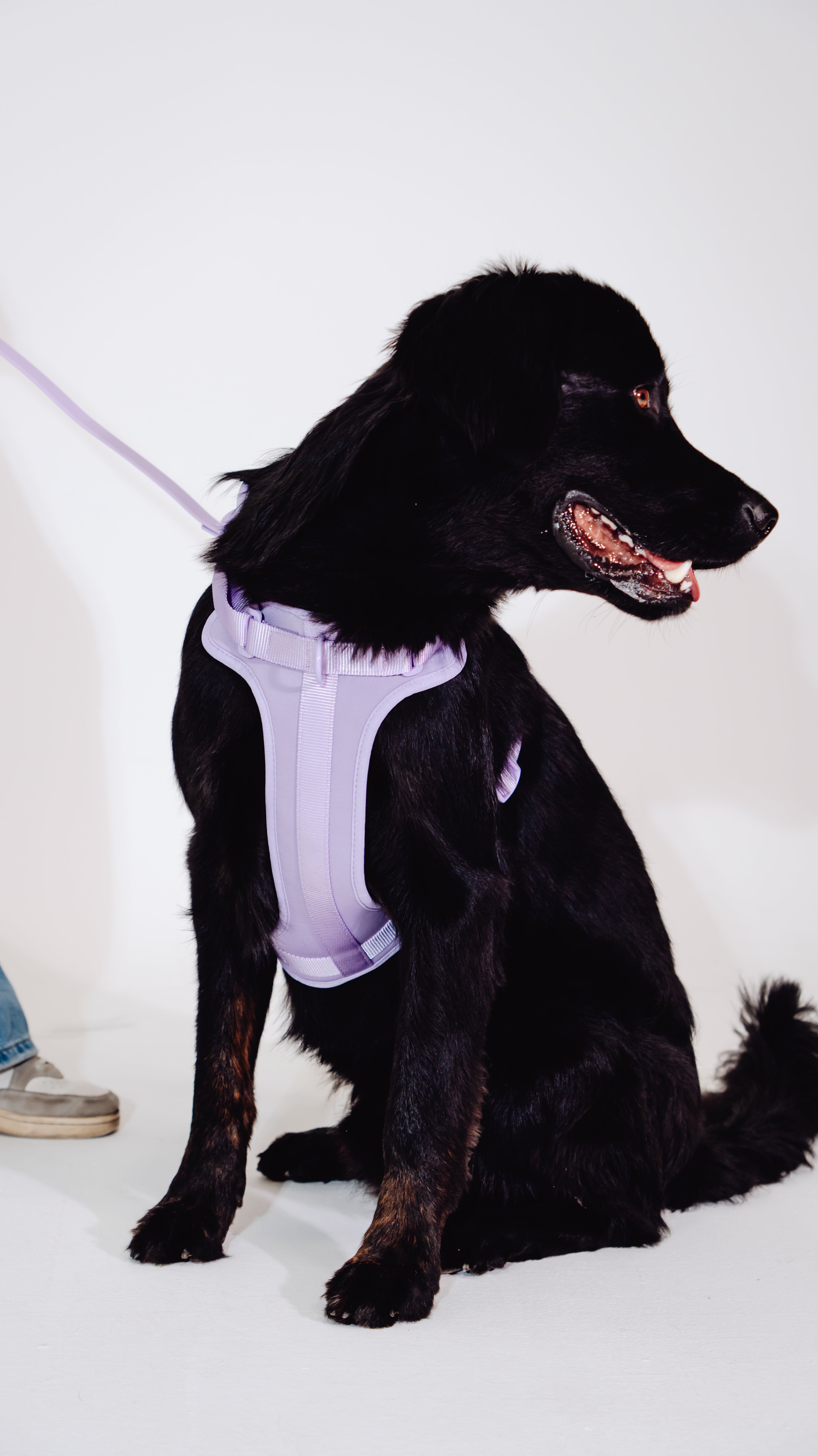 Lavendeltraum Velvy Dog Harness