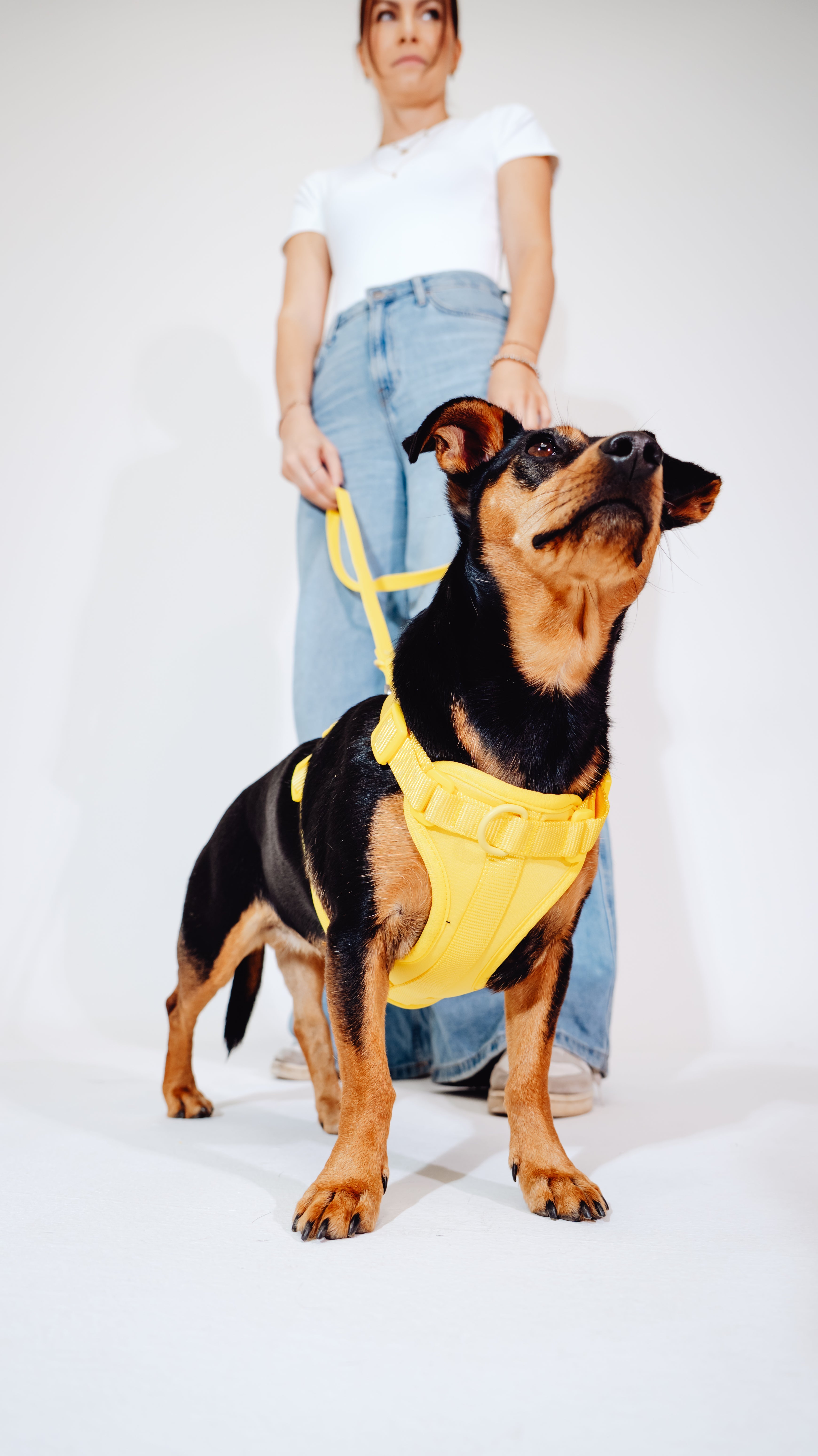 Sunny Soul Velvy Dog Harness