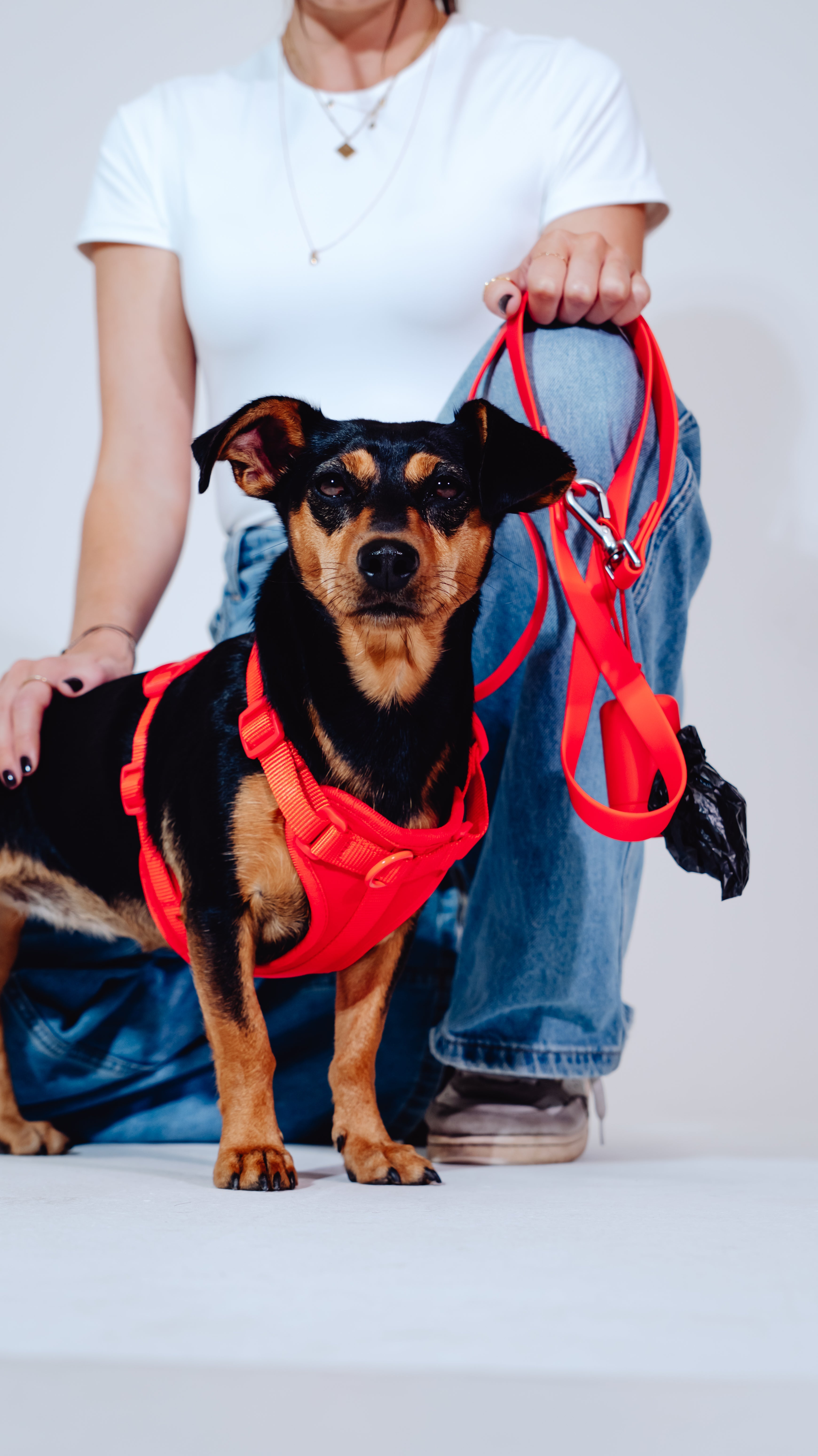 Berry Velvy Dog Harness
