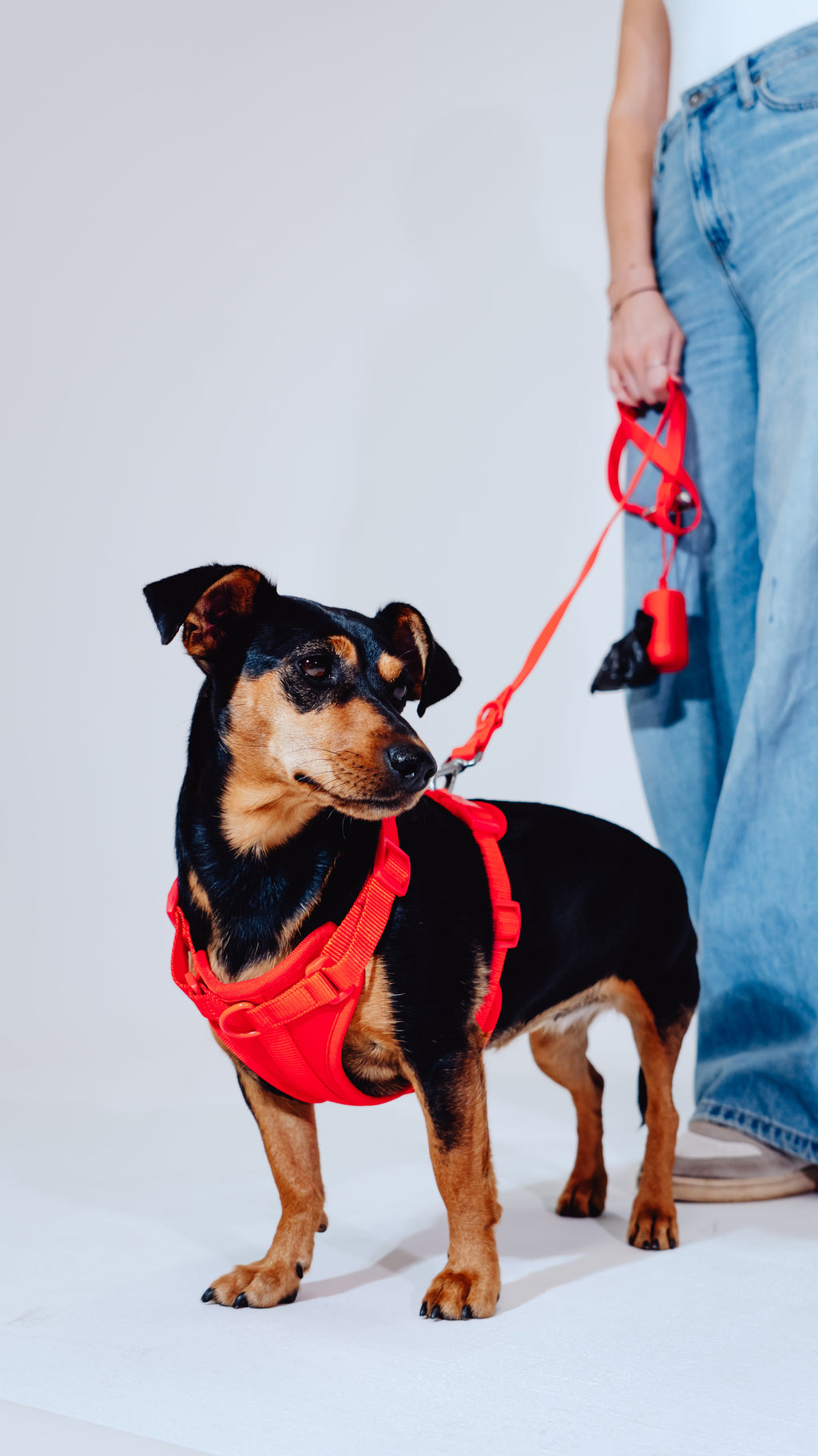 Berry Velvy Dog Harness