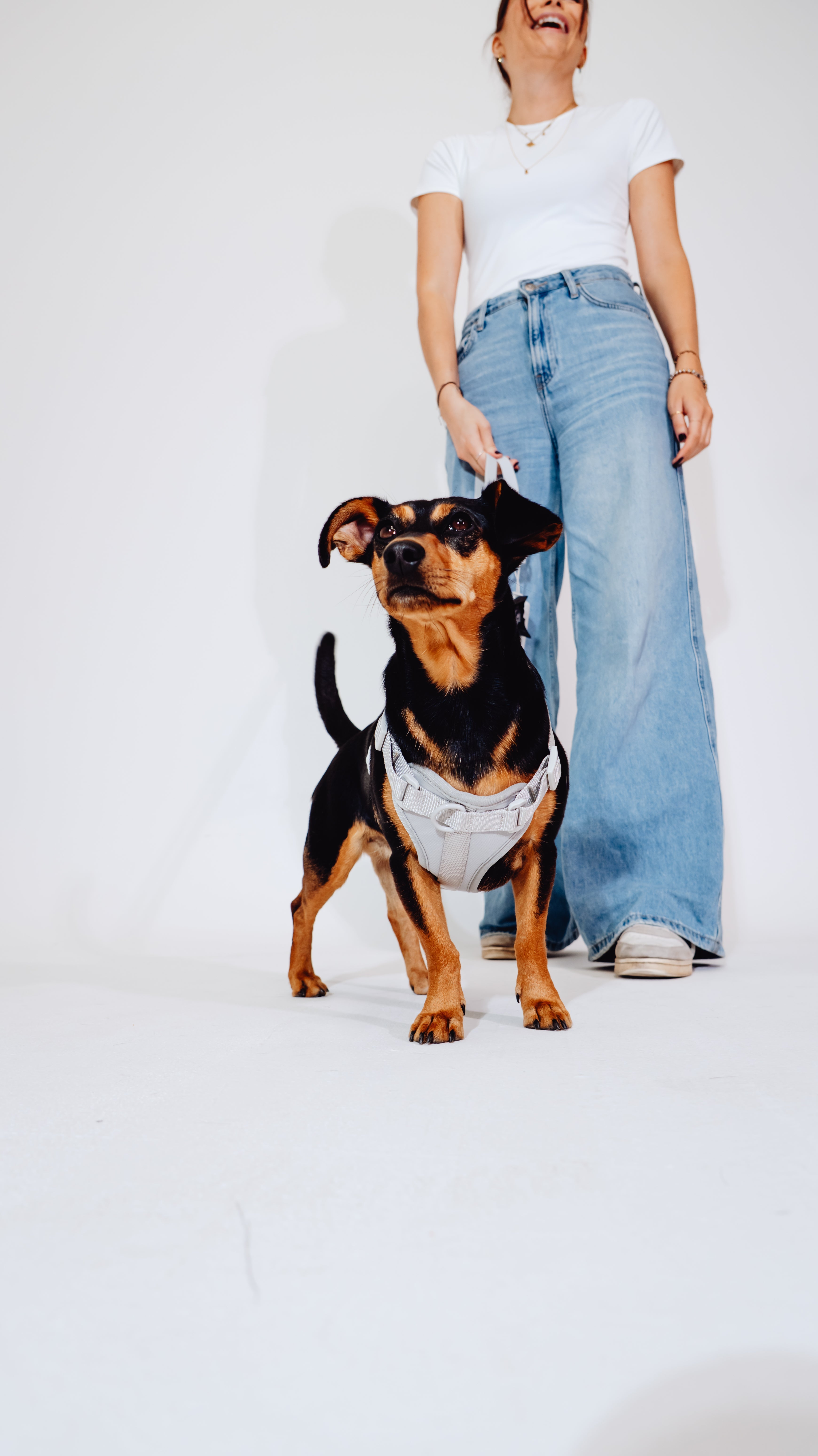Graphit Velvy Dog Harness