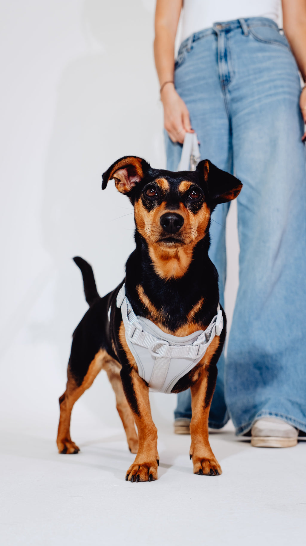 Graphit Velvy Dog Harness
