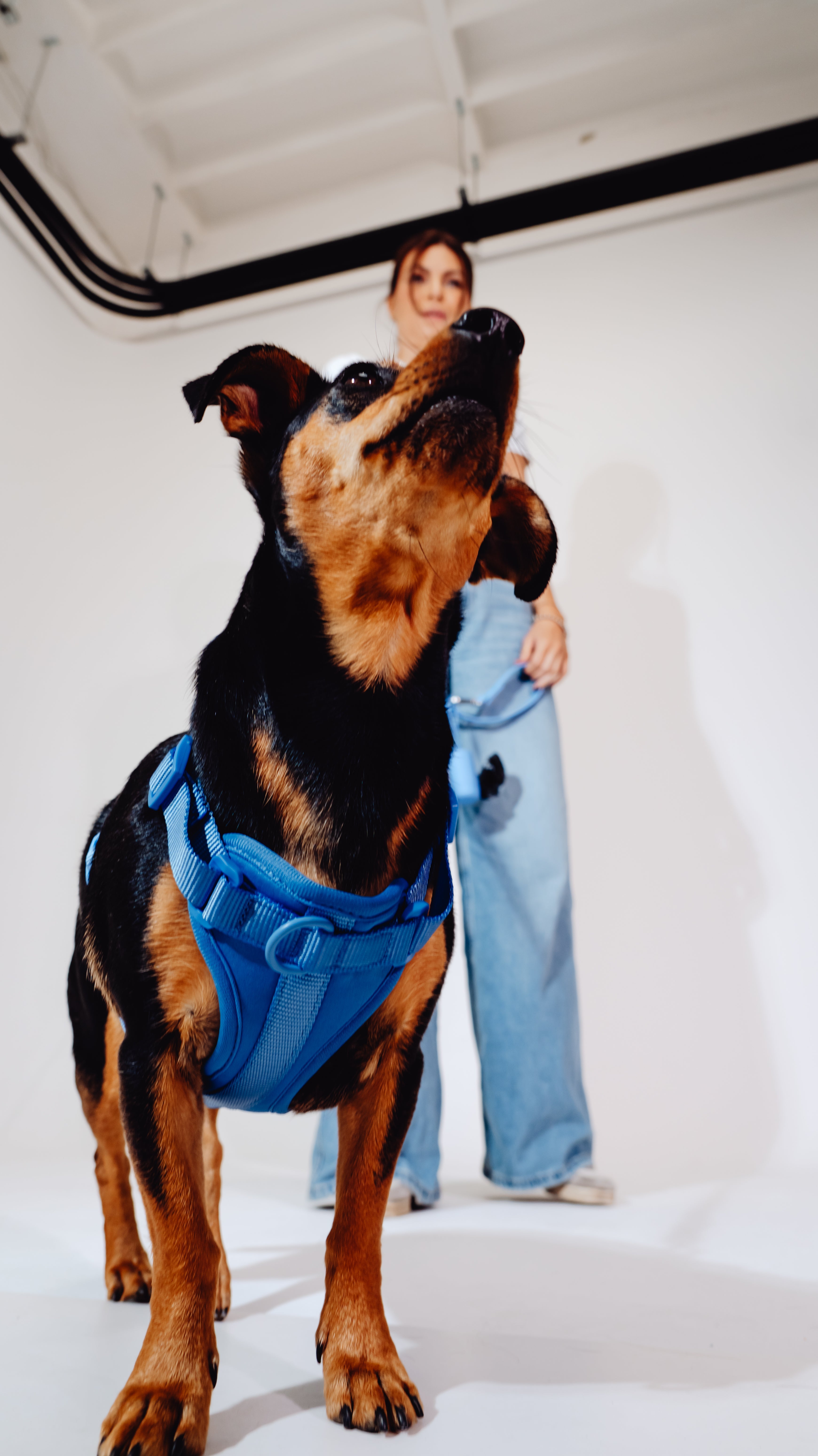Nordwind Velvy Dog Harness