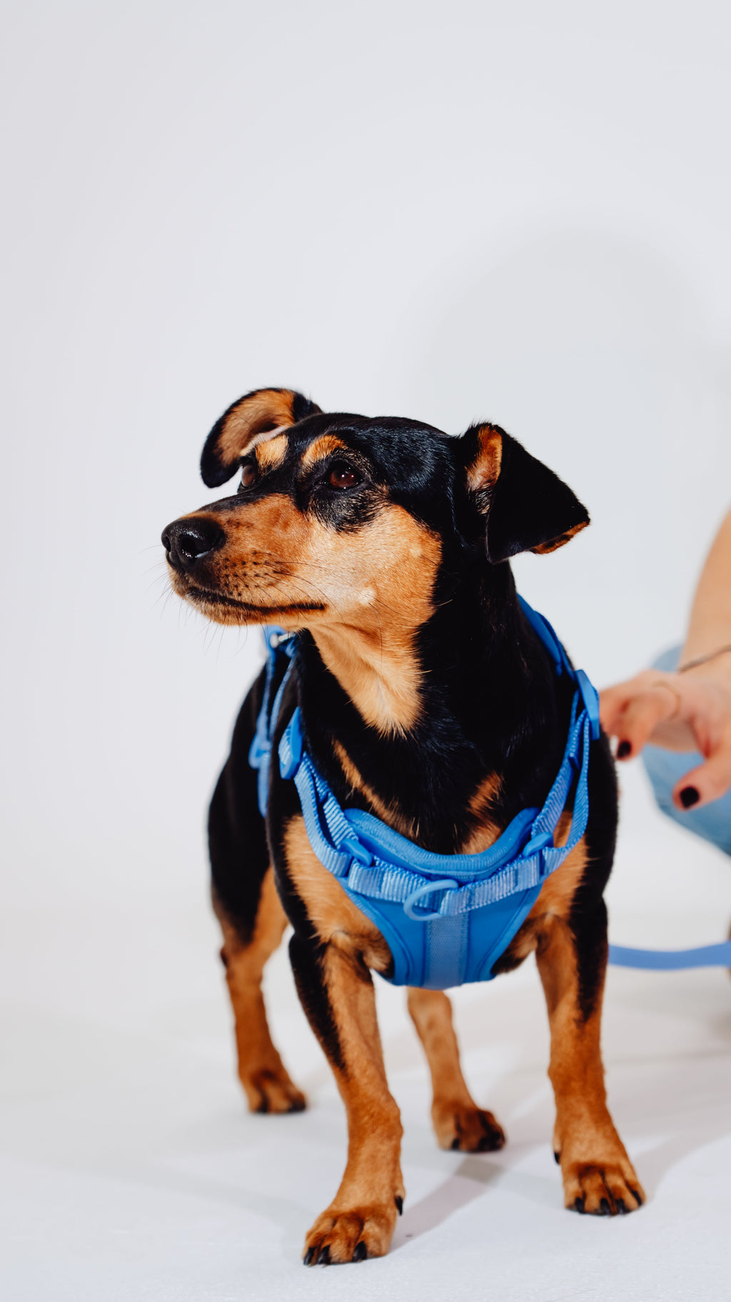 Nordwind Velvy Dog Harness