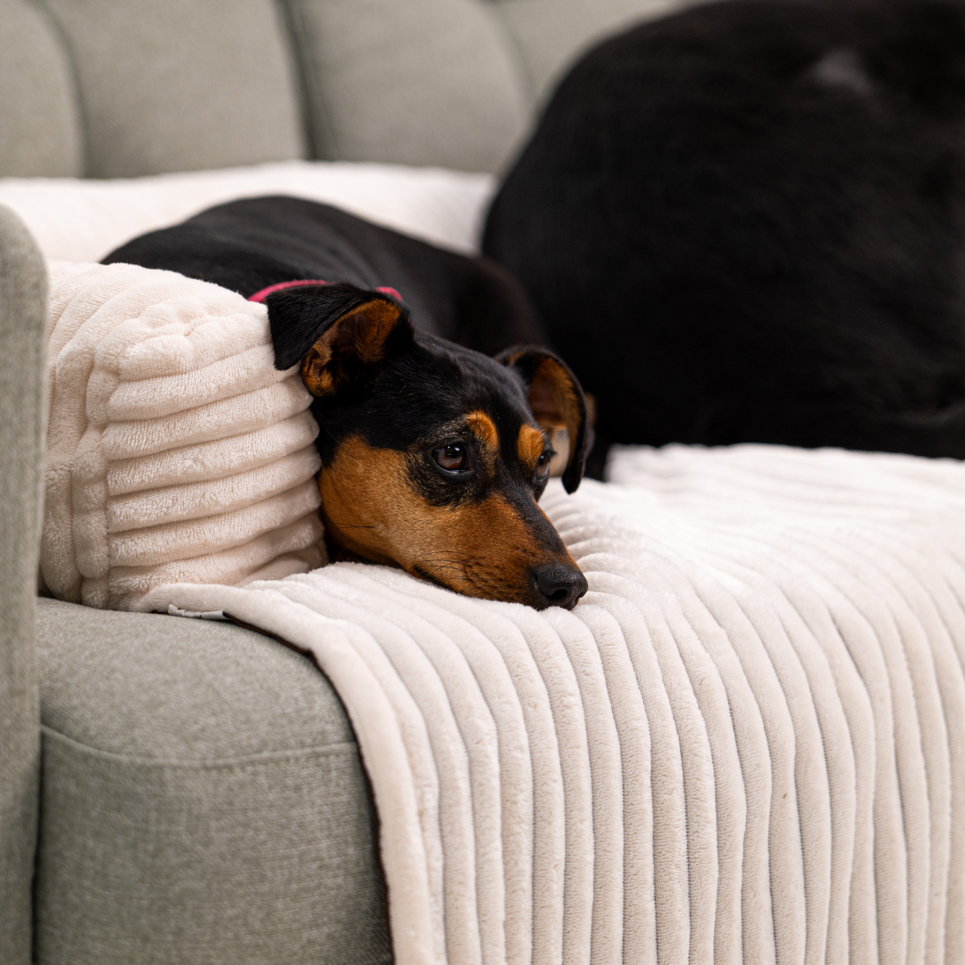 Cloufy Shield Dog Sofa Cover
