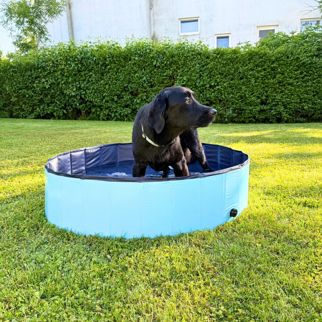 DogSplash Dog Pool