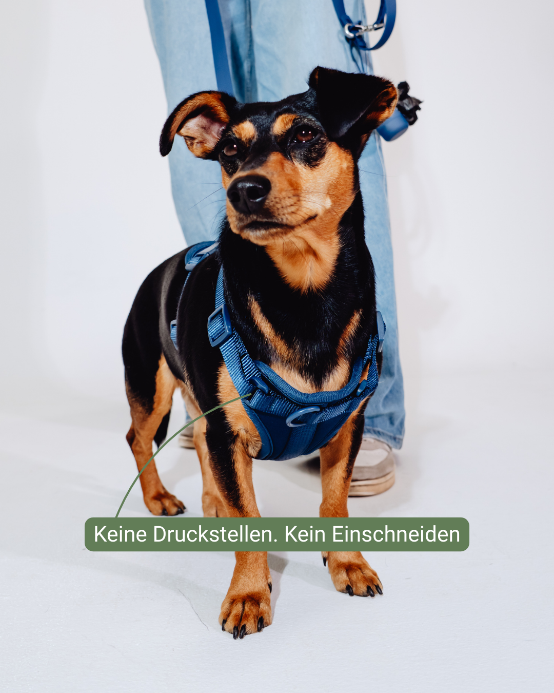 Navy Velvy Harness Set