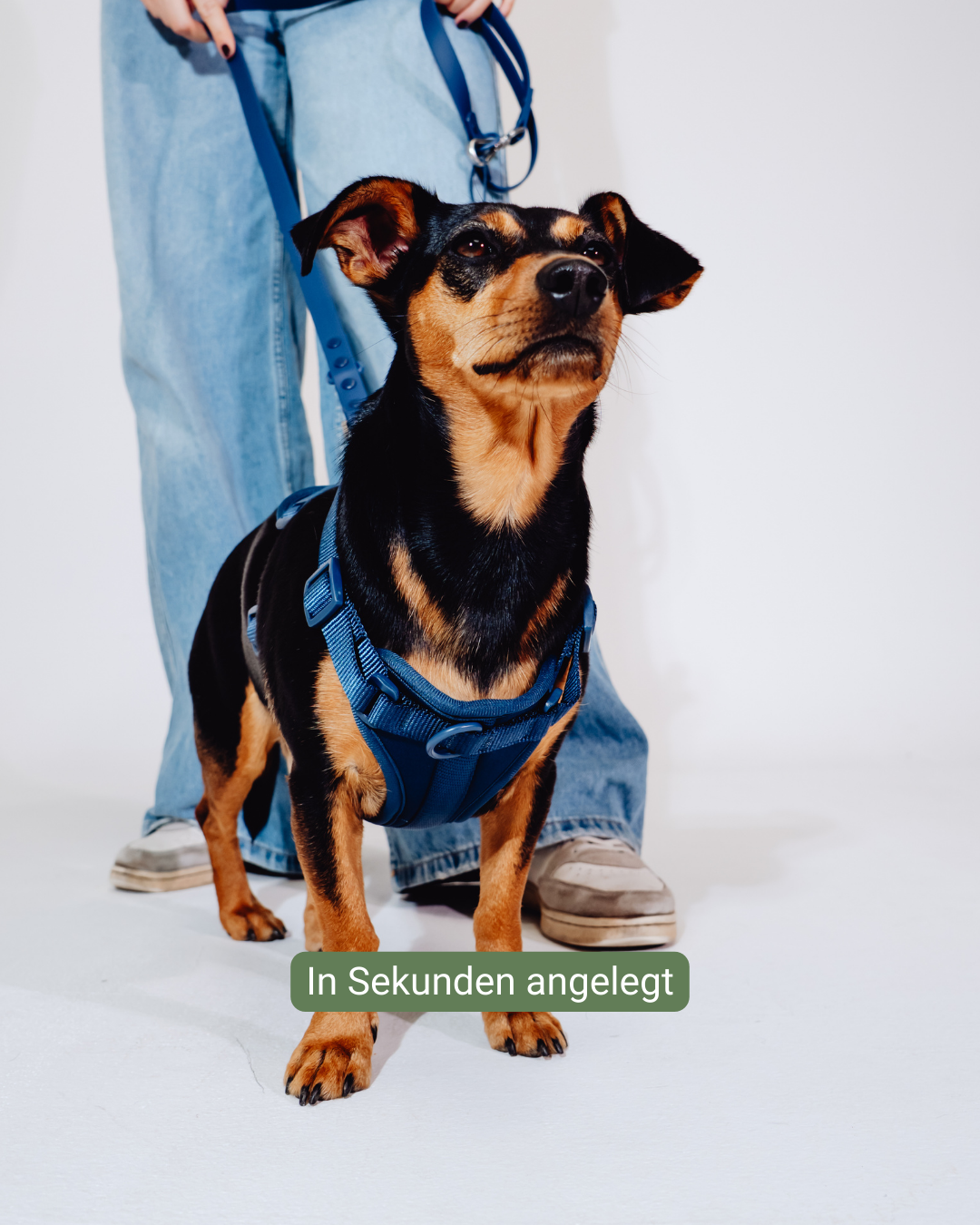 Navy Velvy Harness Set