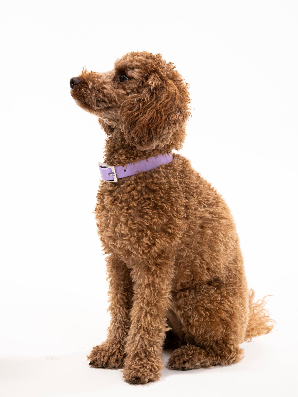 Lavendeltraum Velvy Dog Collar