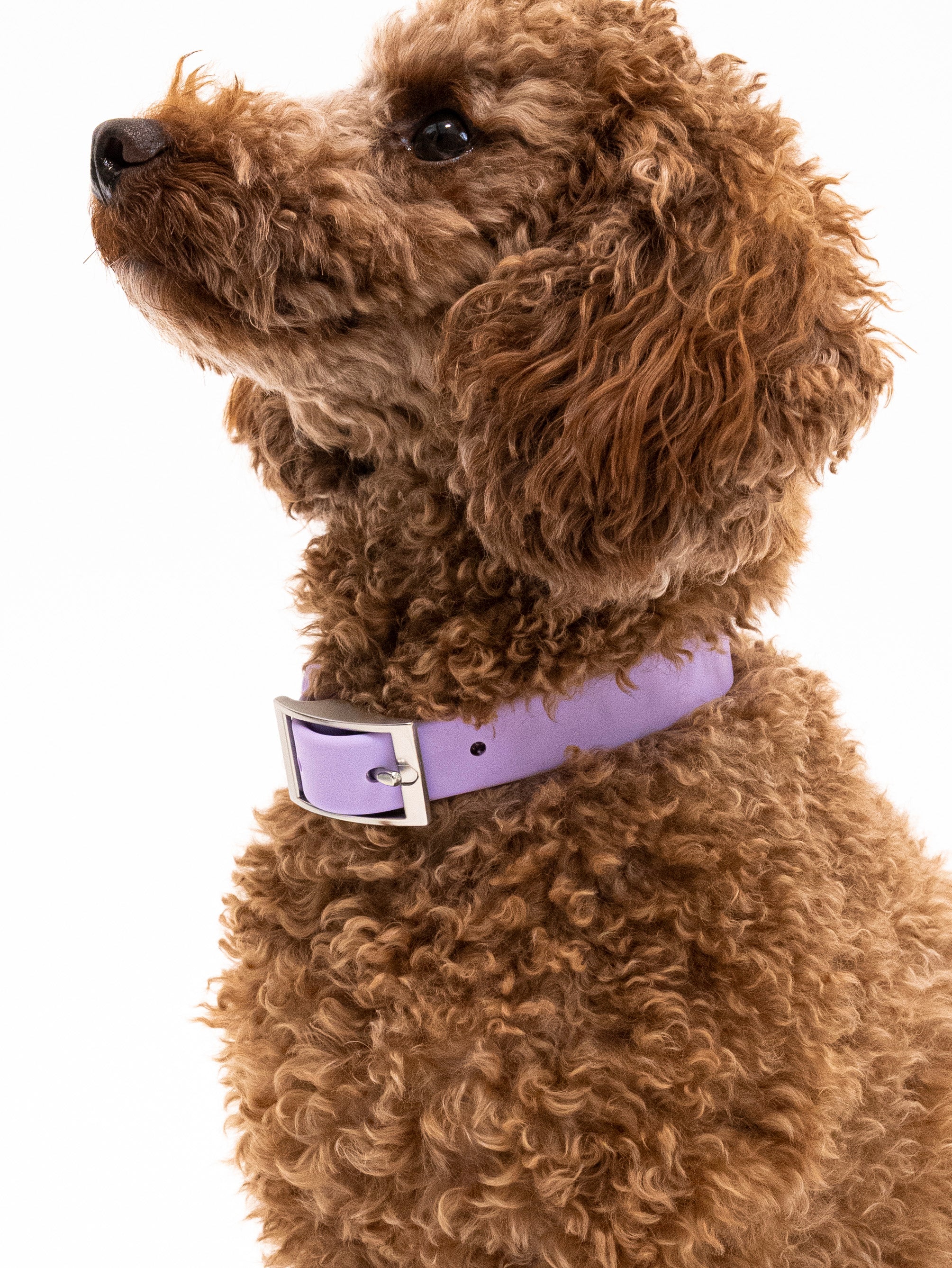 Lavendeltraum Velvy Collar Set