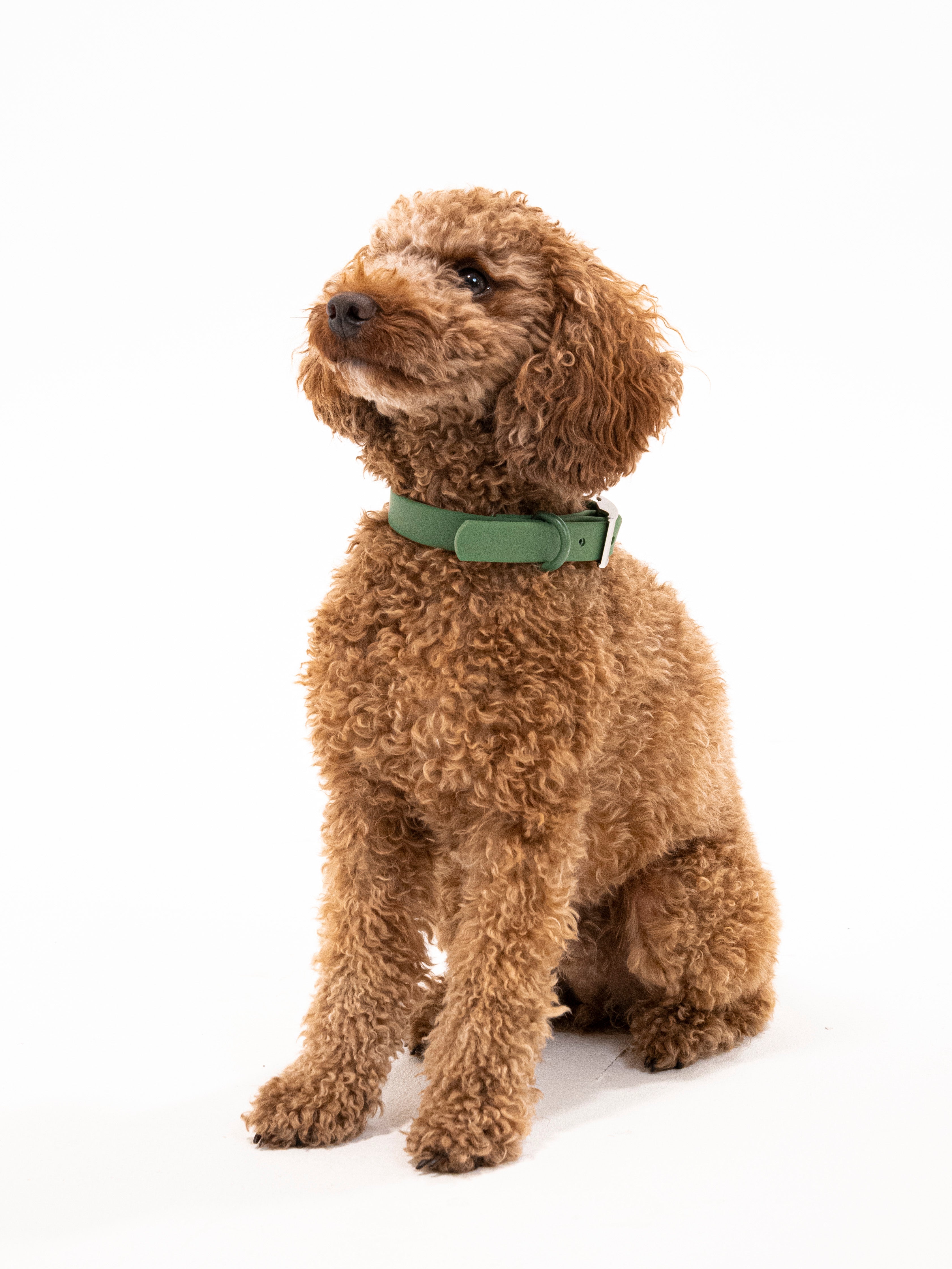 Waldpfote Velvy Collar Set