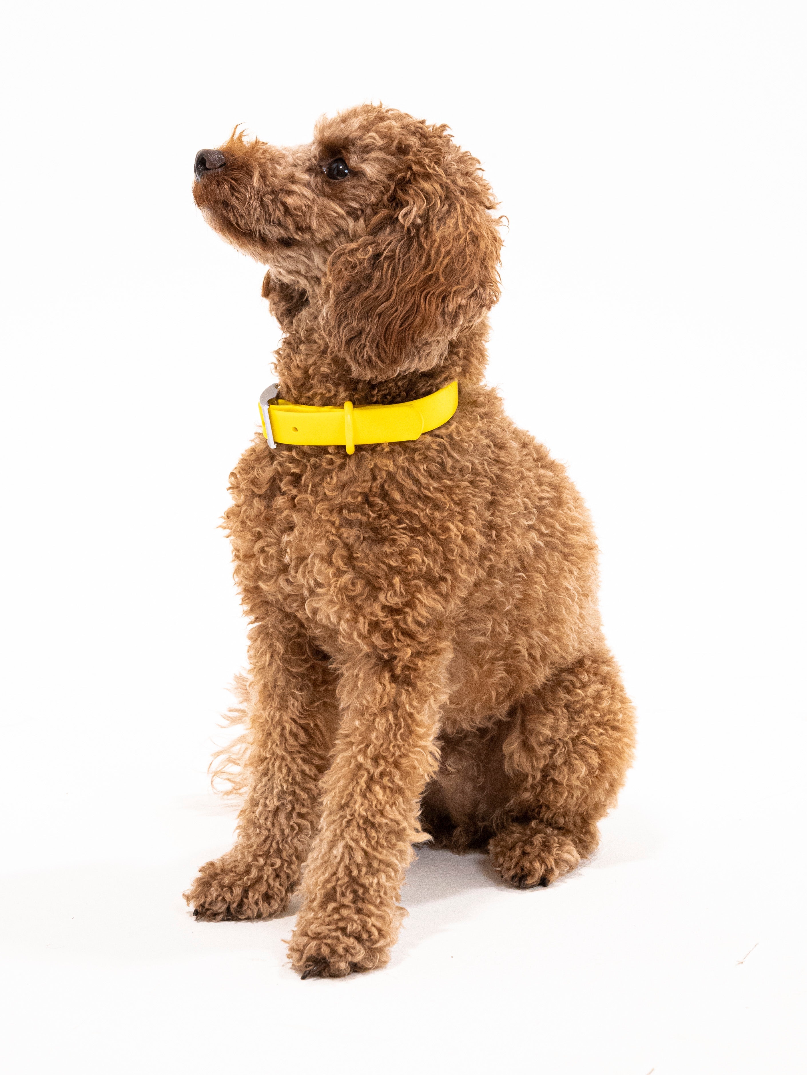 Sunny Soul Velvy Collar Set