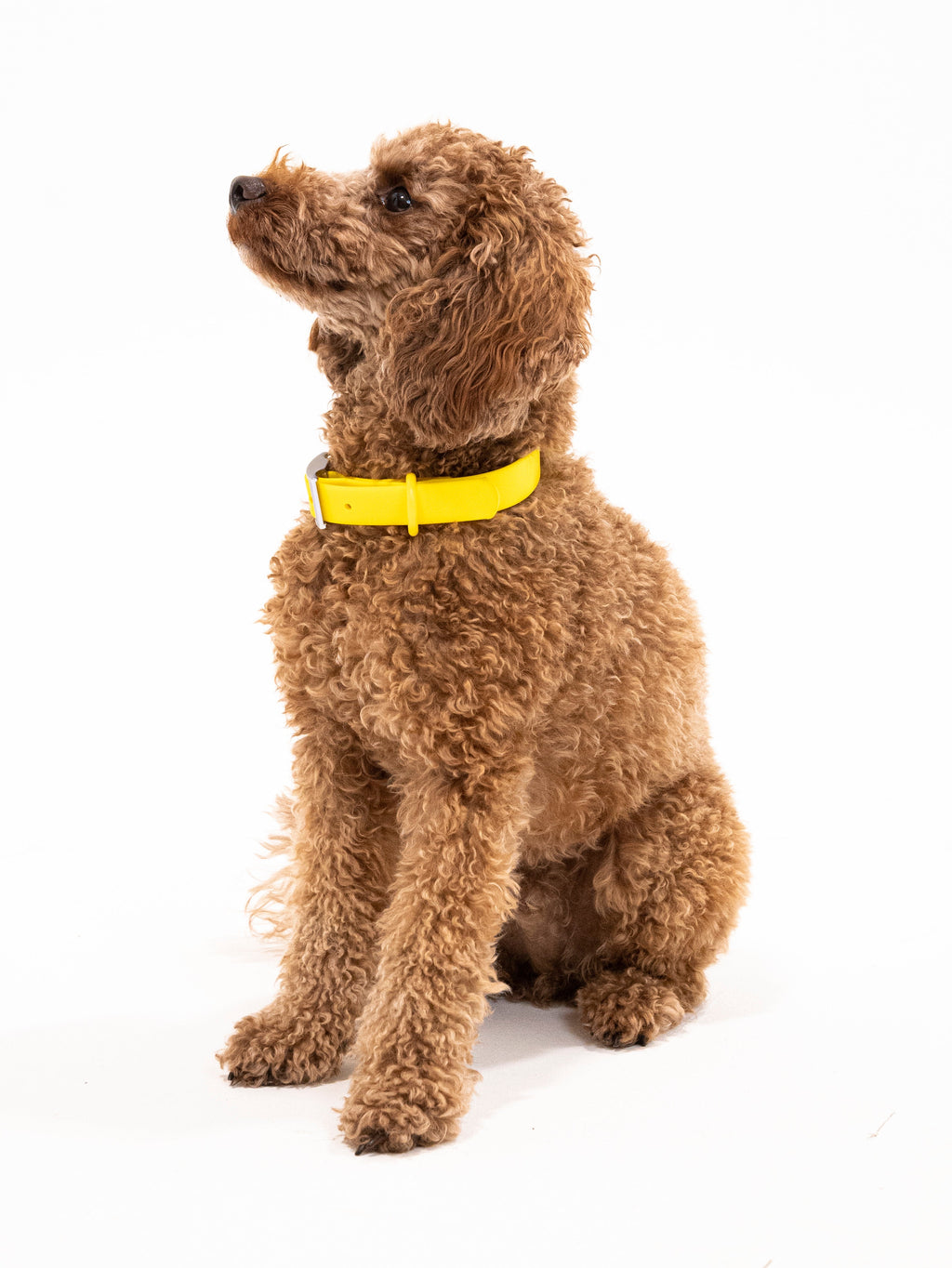 Sunny Soul Velvy Dog Collar