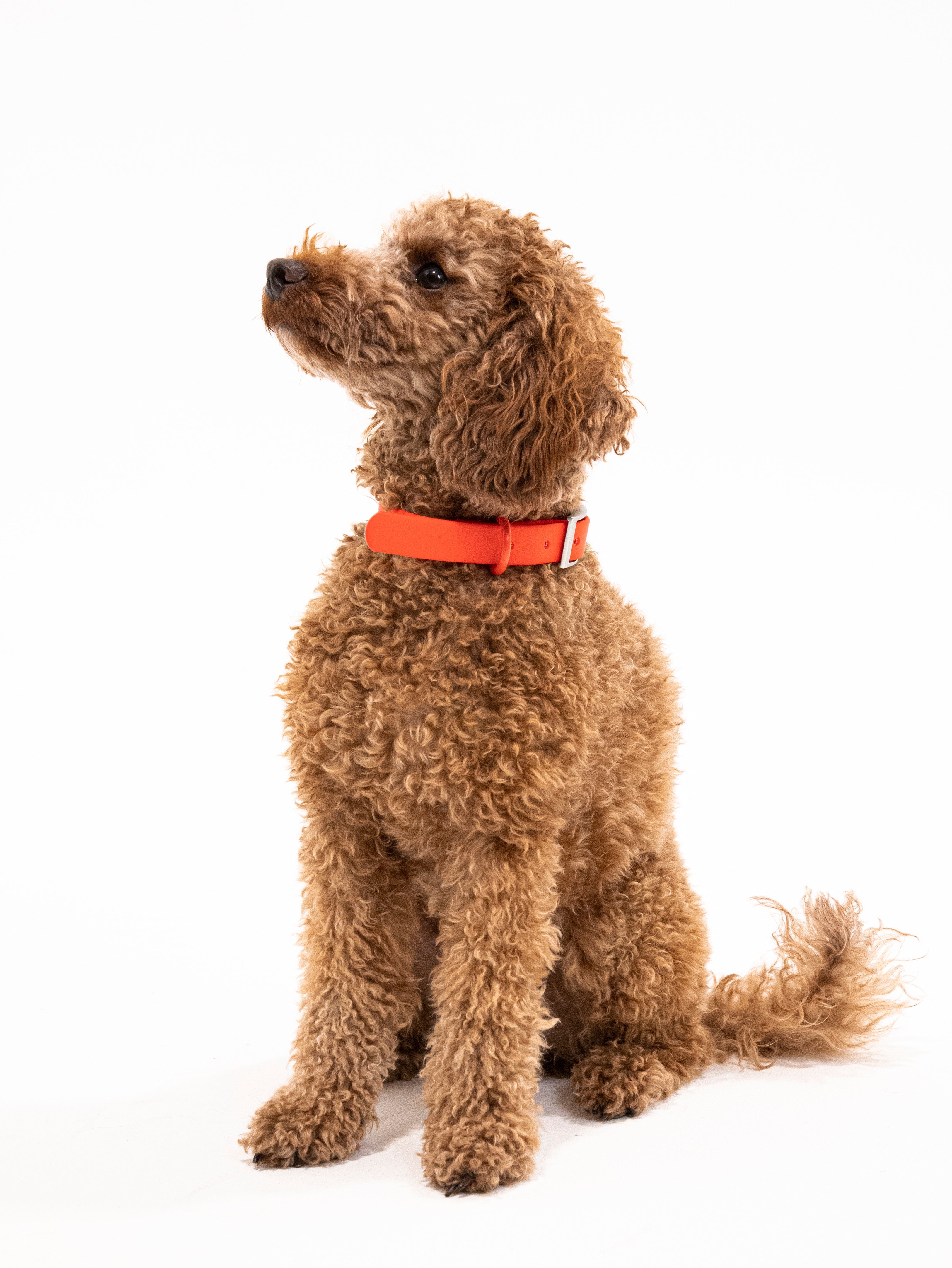 Berry Velvy Dog Collar