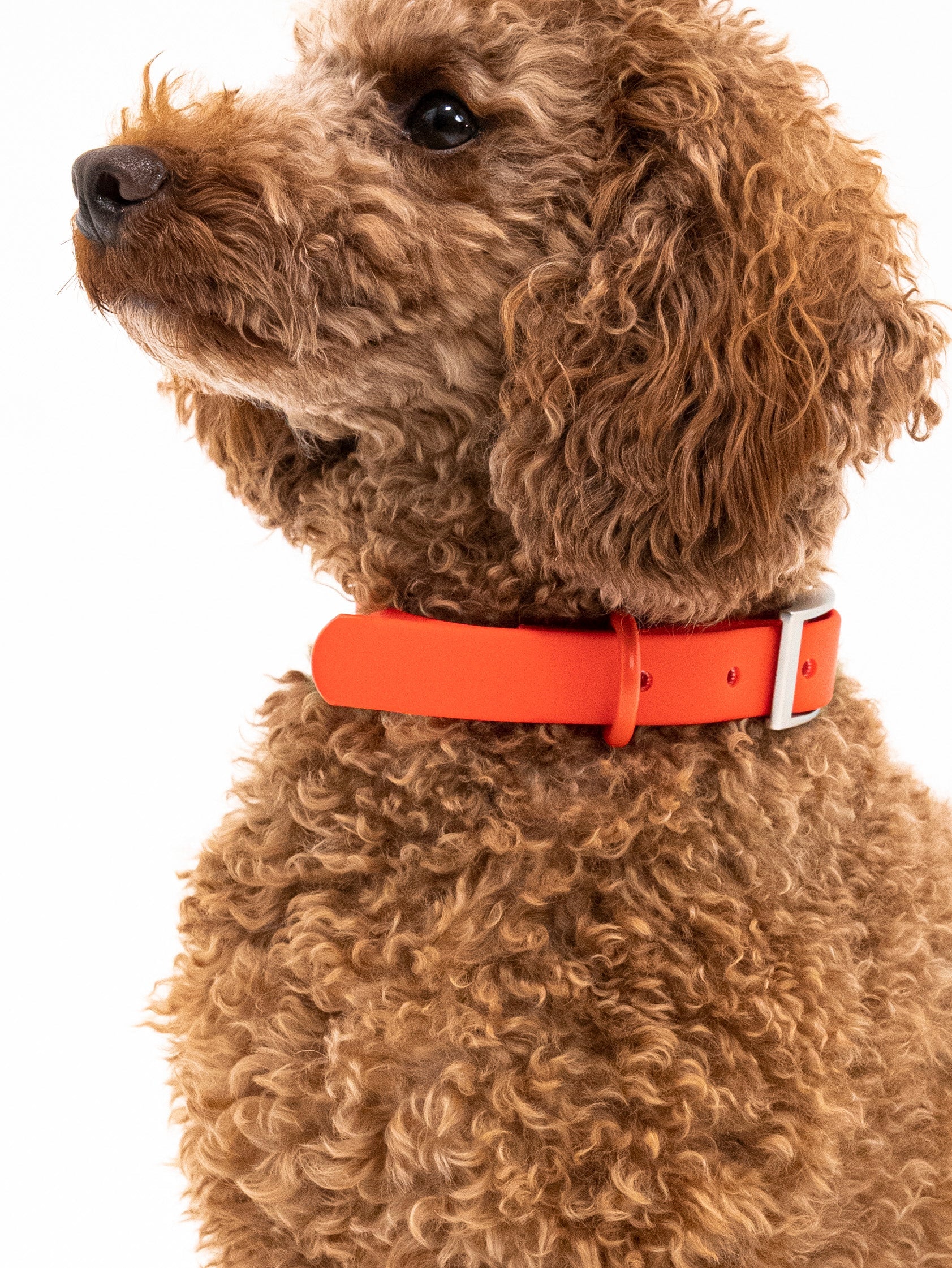 Berry Velvy Dog Collar