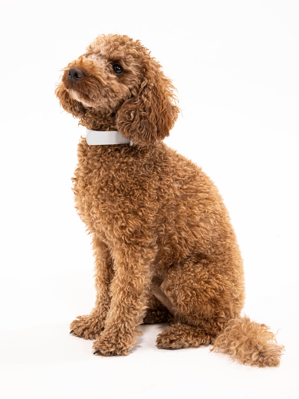 Graphit Velvy Dog Collar
