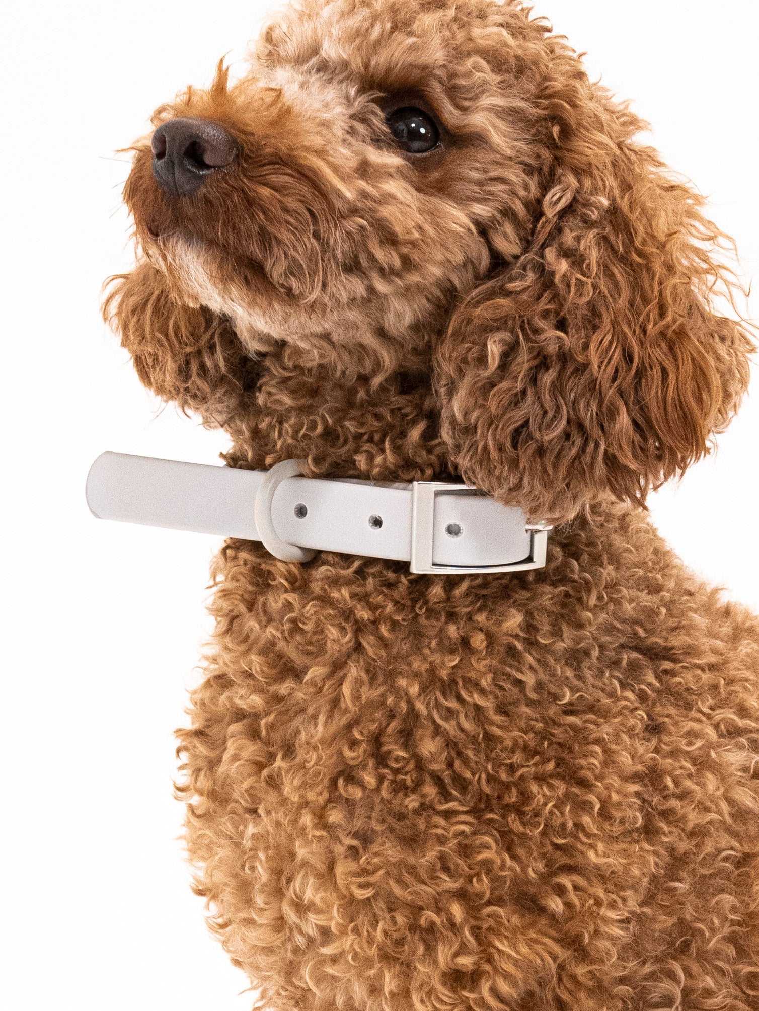 Graphit Velvy Dog Collar