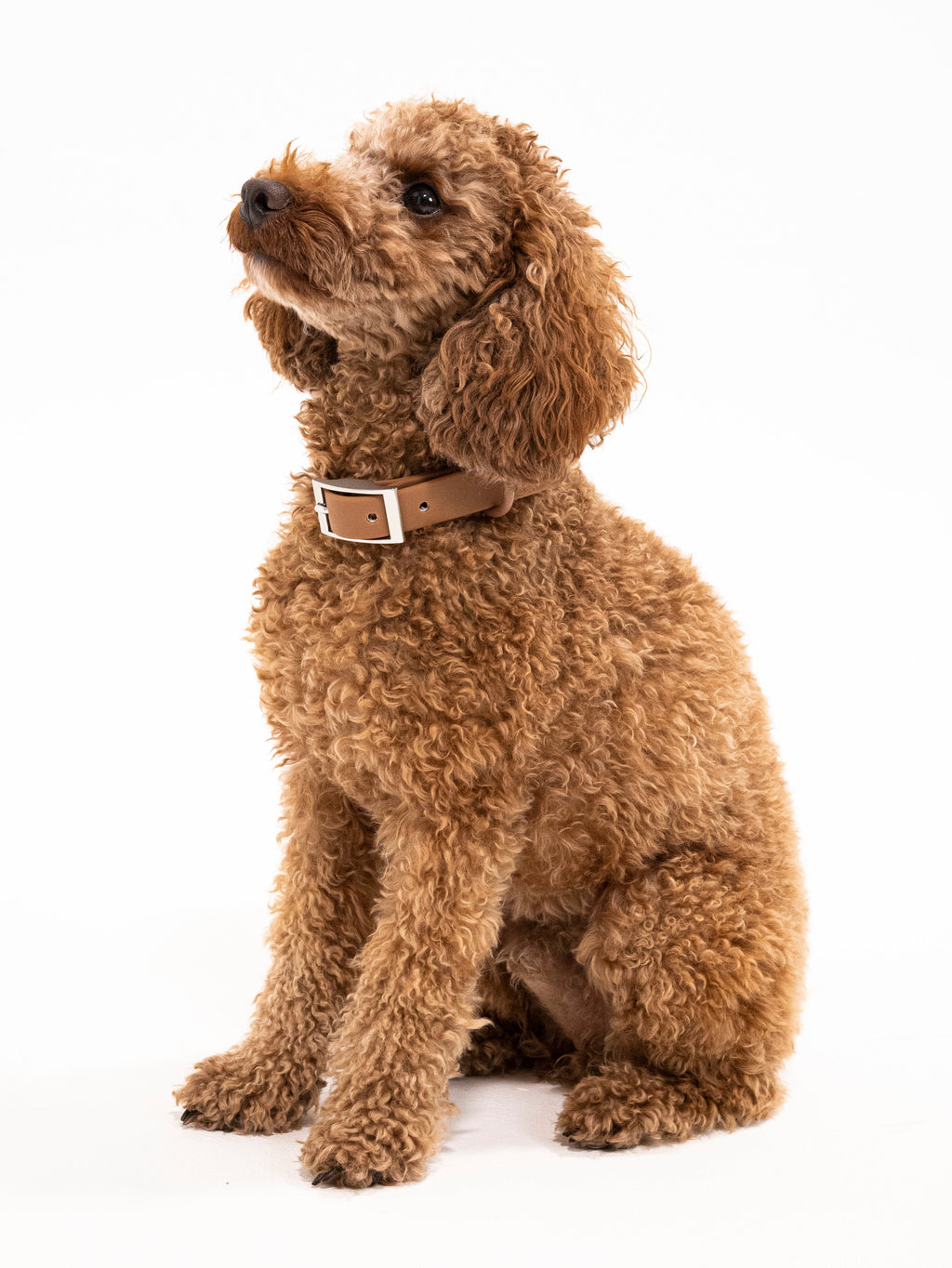 Zimtpfote Velvy Dog Collar