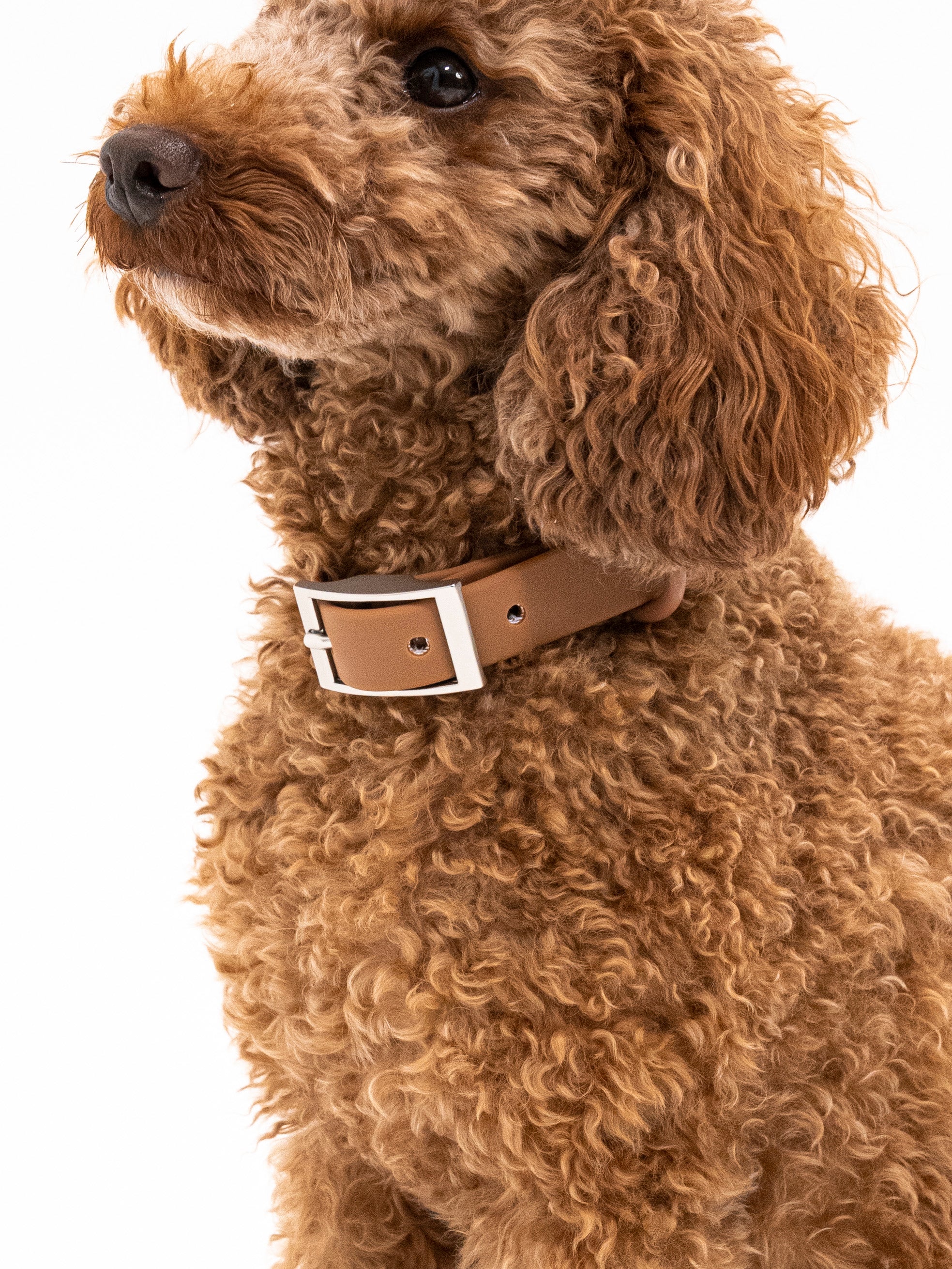 Zimtpfote Velvy Collar Set
