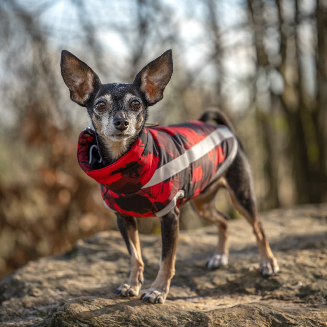 Active+ Thermo Dog Coat