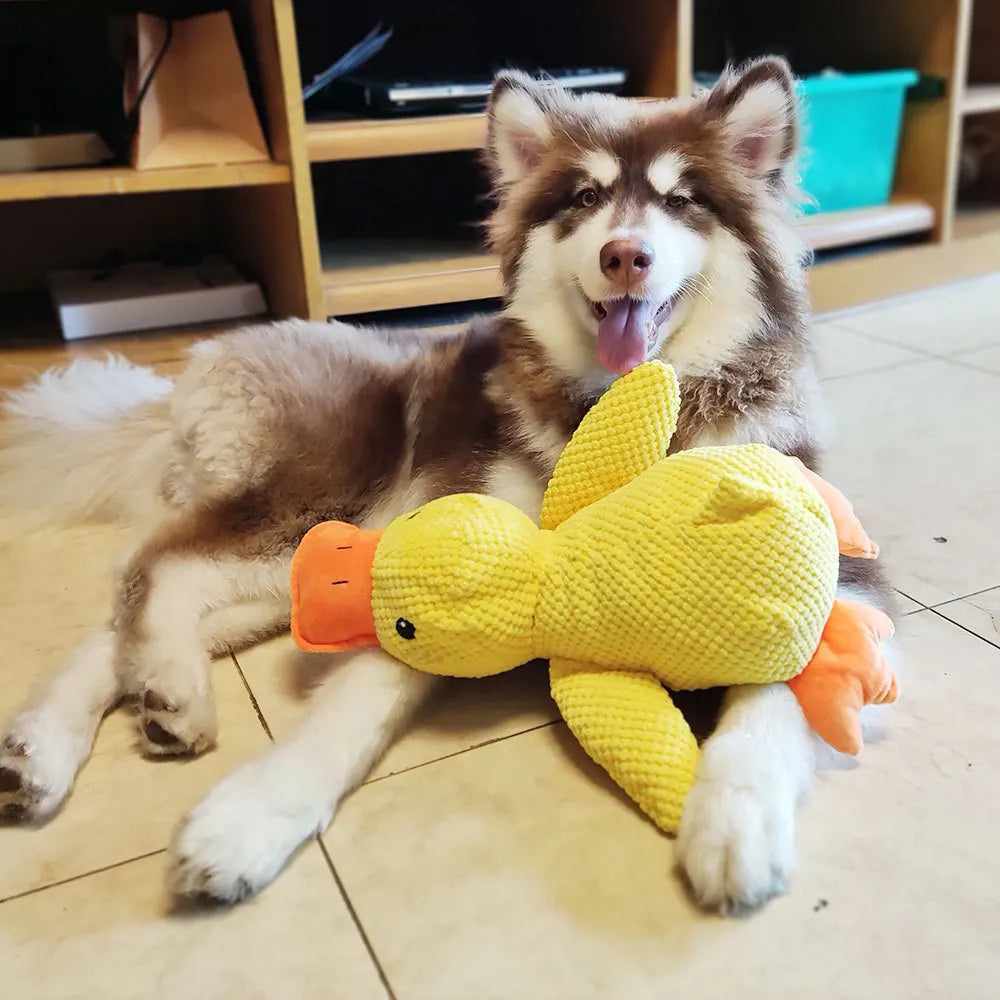 Quak Squeaky Duck Dog Toy
