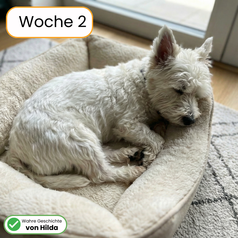 Itch & Allergy Soft Chews