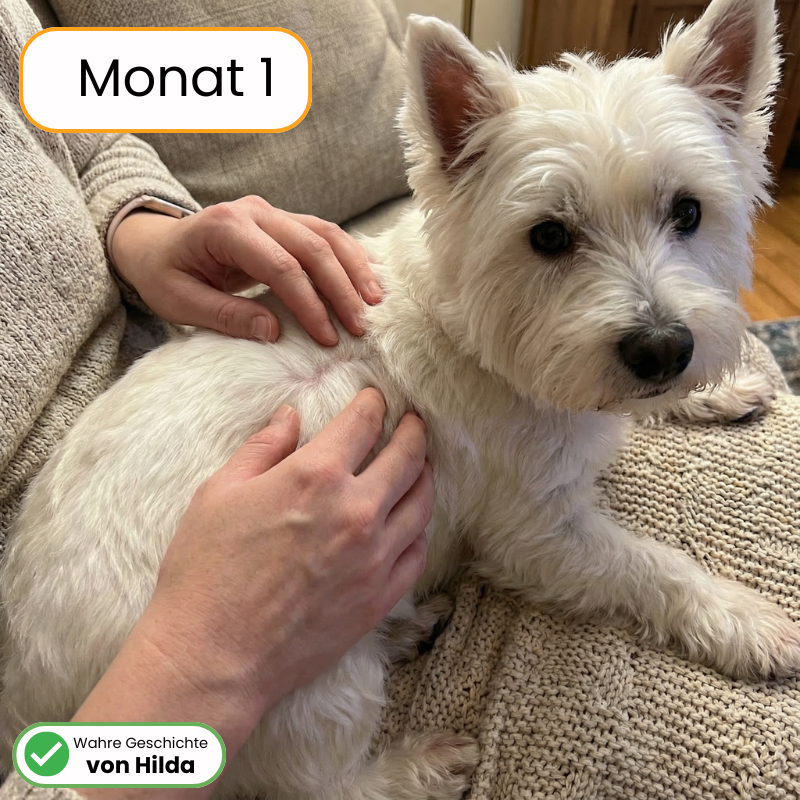 Itch & Allergy Soft Chews