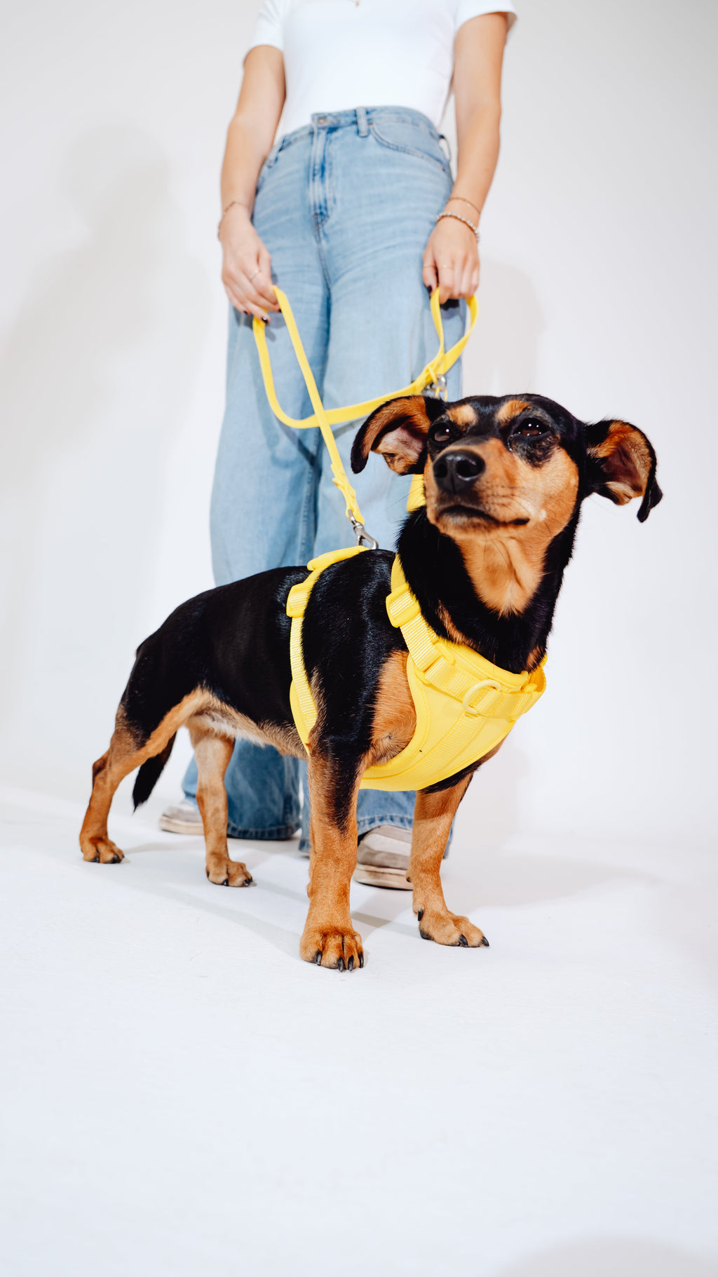 Sunny Soul Velvy Dog Harness