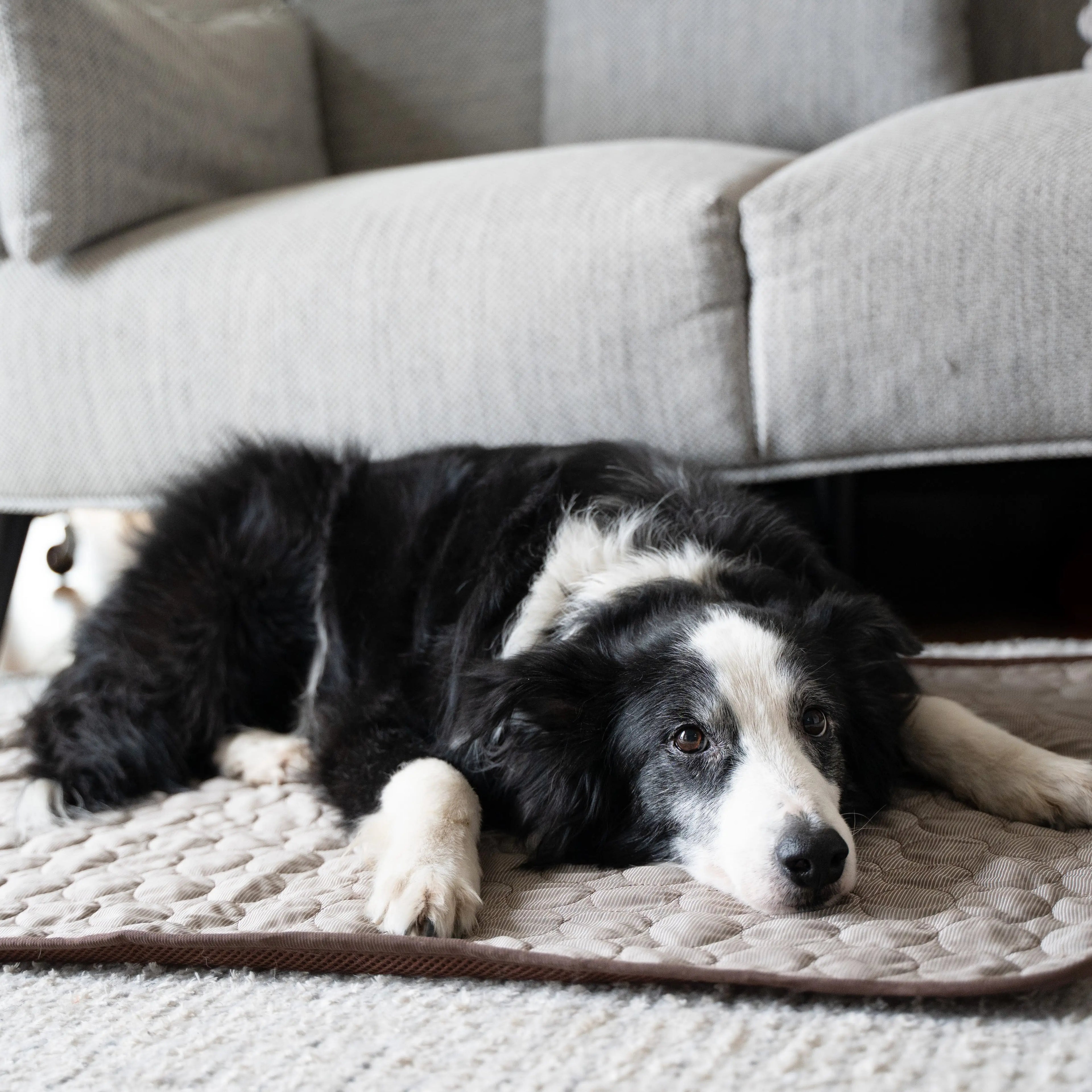 Dog Cooling Mat